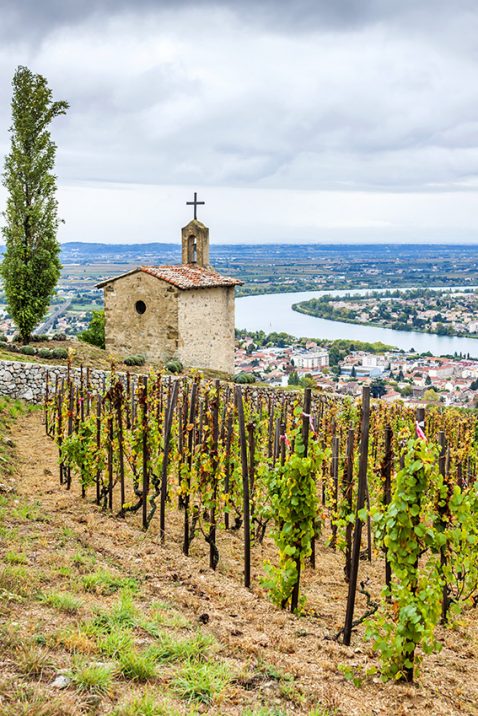 grandcruvineyard-oktober Grandcruvineyard Oktober