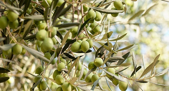 Die einmaligen Trüffelspezialitäten, die an Aromen reichen Olivenöle und natürlich eine Vielzahl an Meeresspezialitäten – Istrien ermöglicht unserem Connaisseur eine Genussbandbreite, die mit wenigen Orten der Welt vergleichbar scheint.